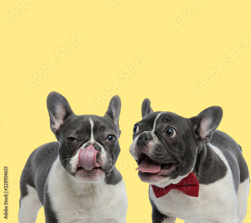 couple of two french bulldog dogs  sticking out tongue