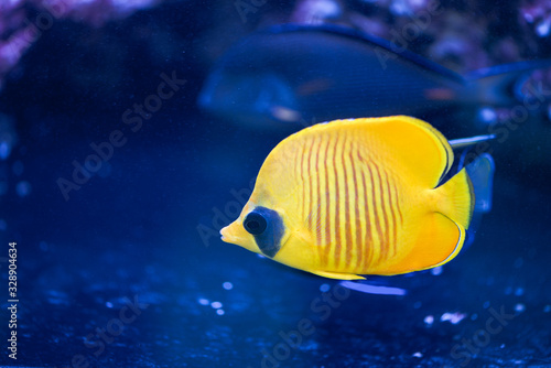 Photos A Chaetodon semilarvatus fish is  swiming in a dark blue aquarium