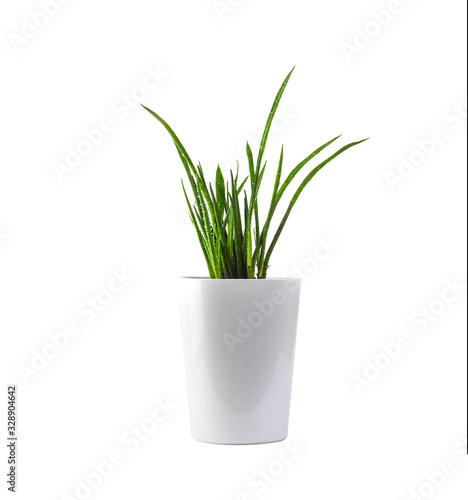 Decorative green house plant in the pot  on white. Sansevieria cylindrica