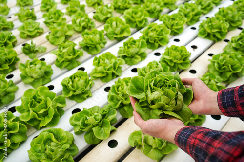 Farmer harvest vegetable lettuce in hydroponic farm for food supply photo