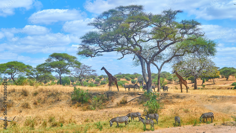 African landscape with giraffes, zebras and trees in Tarangire National Park in Tanzania.
