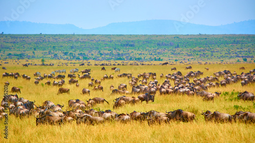 Wildebeest herd and some zebras roaming on the plains of the Maasai Mara national park. 