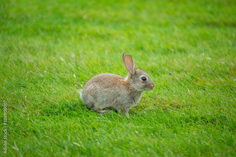 Fototapeta premium Cute little bunny on a green grass Wallpaper