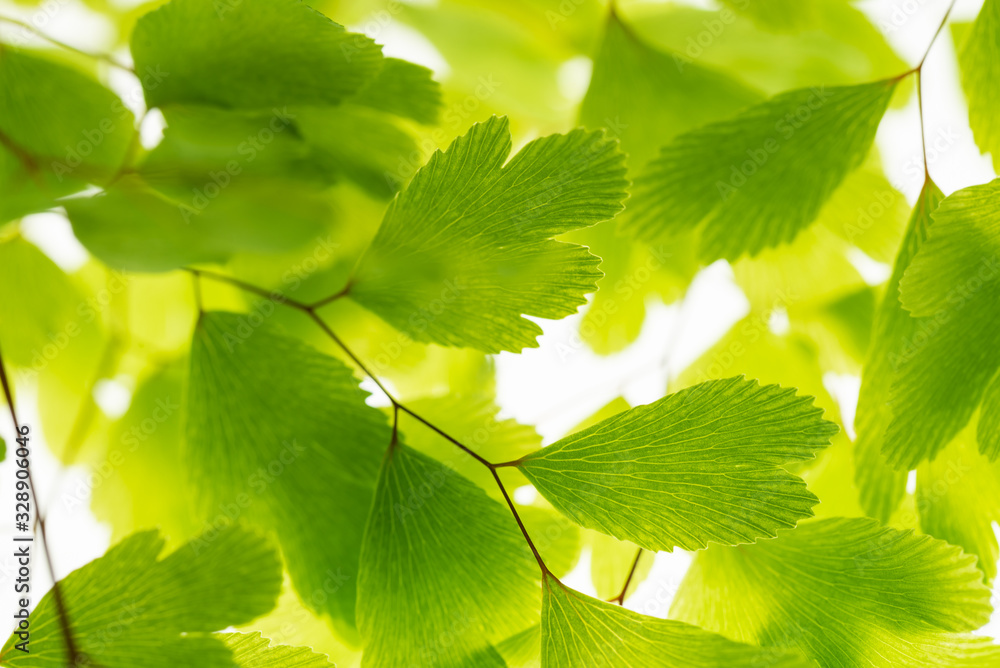 Fototapeta Green leaves on branch isolated on white