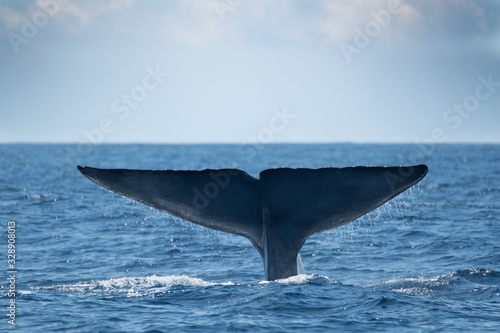 A blue whale showing its tail flukes near Pico Island 