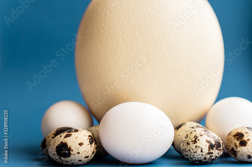 Ostrich, chicken and quail eggs on a classic blue background. Large ostrich egg in an upright position on a blue background. Pasal composition of eggs of different birds on a blue background. photo