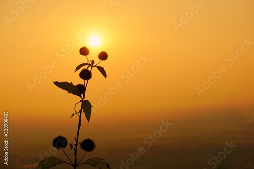silhouette of flower on sunset background of blue sky