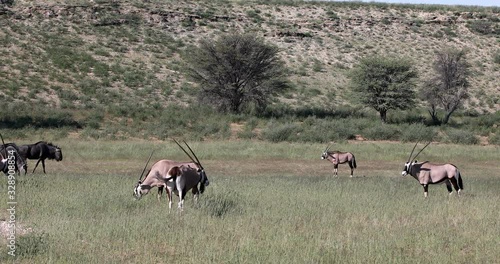 Wallpaper Mural Gemsbok, Oryx gazella in Kalahari, green desert with tall grass after rain season. Kgalagadi Transfrontier Park, South Africa wildlife safari Torontodigital.ca
