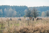 A herd of Equus Przewalski (wild horse), one of the rarest species on our planet, grazing in the meadow. This species inhabit on Chernobyl Exclusion zone. Wild animals in natural habitat.