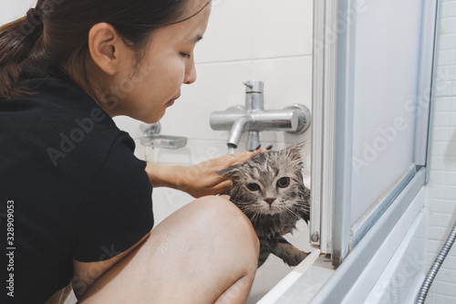 Asian woman bathing cat in bathtub, scottish cat