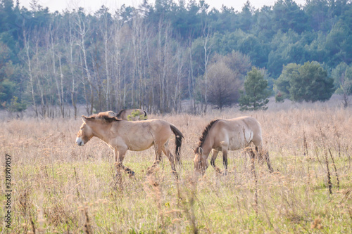 A herd of Equus Przewalski  wild horse   one of the rarest species on our planet  grazing in the meadow. This species inhabit on Chernobyl Exclusion zone. Wild animals in natural habitat.