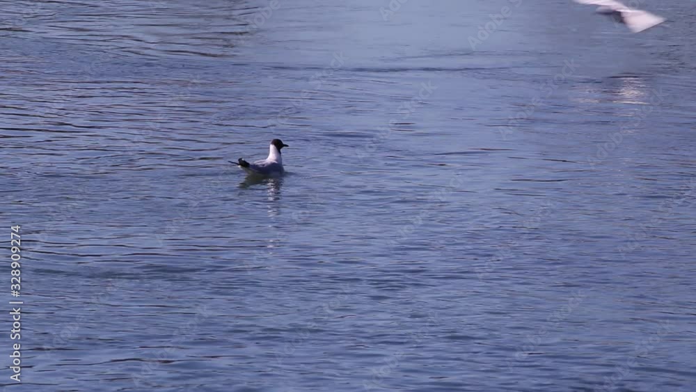 Seagull (Larus Argentatus) with gray head floating calmly on the water Seagull (Larus Argentatus) with gray head floating calmly on the water