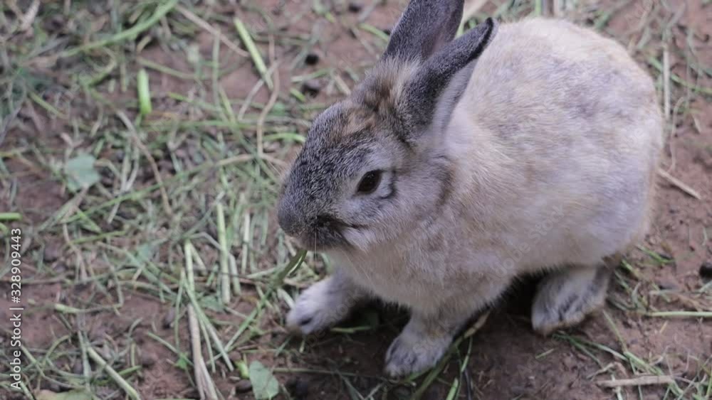 a little rabbit are eating food, looks cute. a little rabbit are eating food, looks cute.