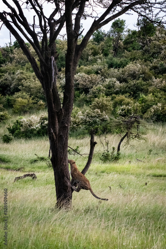 Leopard jumping into tree on African safari Leopard jumping into tree on African safari