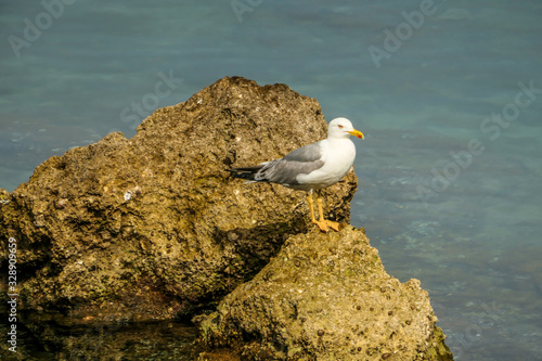 A seagull standing on the rocks next to the seashore. Its beak is red. The bird is strongly focused on one point. The seagull looks as it was hunting. Calm surface of the sea.