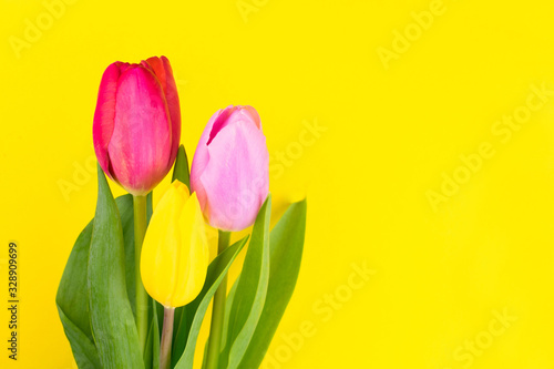 Fototapeta Naklejka Na Ścianę i Meble -   Three yellow, red and pink tulips on a bright yellow background. Copy space