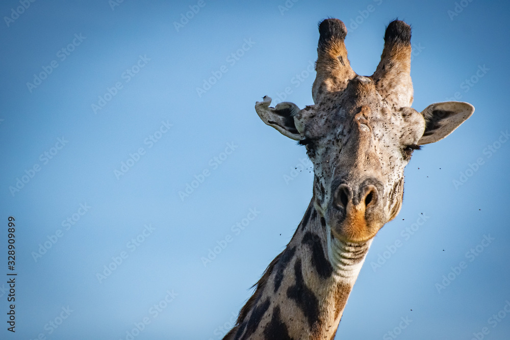Naklejka premium Giraffe close up on African safari