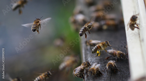 Honey Bees © dominic_dehmel