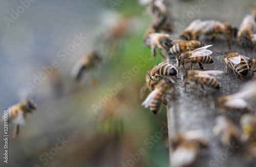 Honey Bees © dominic_dehmel