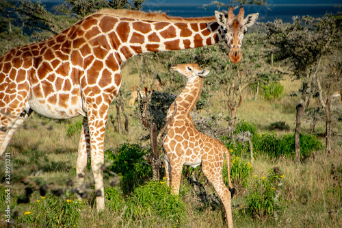 Photography Mother and baby giraffe standing in African savannah