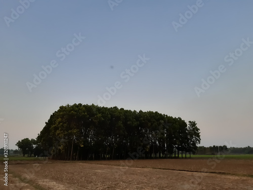 Indian village environment at sunset time, green tree and blue sky.