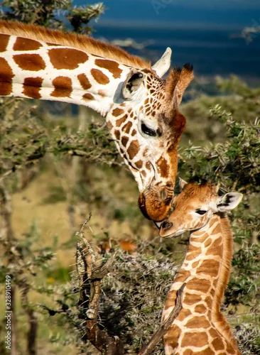 Fototapeta samoprzylepna close up of mother giraffe kissing baby giraffe in Africa