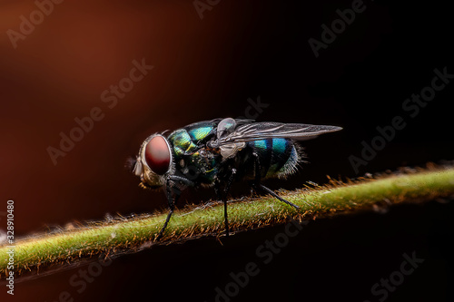 Photos The close up shot of a blowfly