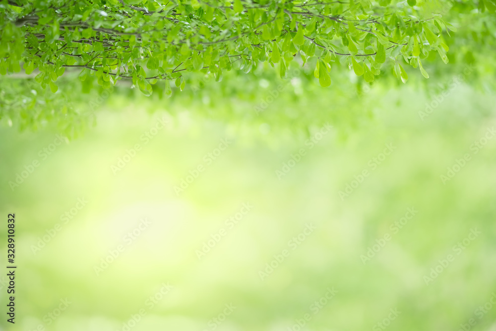 Close up of beautiful nature view green leaf on blurred greenery background under sunlight with bokeh and copy space using as background natural plants landscape, ecology wallpaper concept. Close up of beautiful nature view green leaf on blurred greenery background under sunlight with bokeh and copy space using as background natural plants landscape, ecology wallpaper concept.