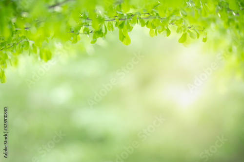 Close up of beautiful nature view green leaf on blurred greenery background under sunlight with bokeh and copy space using as background natural plants landscape  ecology wallpaper concept.