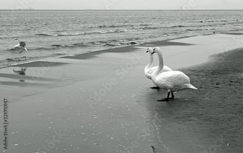 Schwäne an der polnischen Ostsee