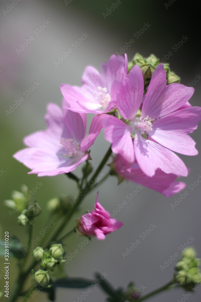 pink flowers on green background