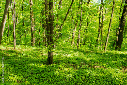 The mixed deciduous forest in the spring