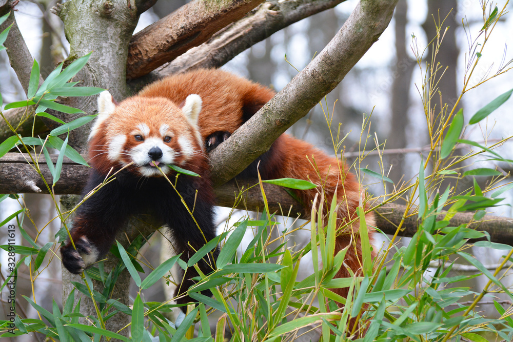 Naklejka premium red panda eating bamboo on the tree