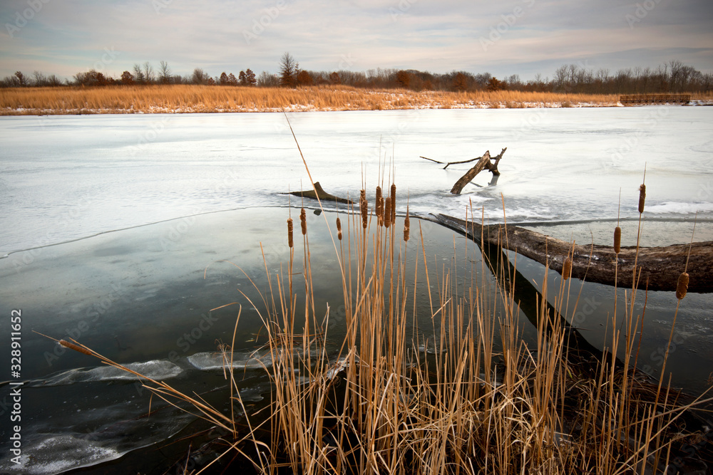Winter scene with frozen pond and cattails. Winter scene with frozen pond and cattails.