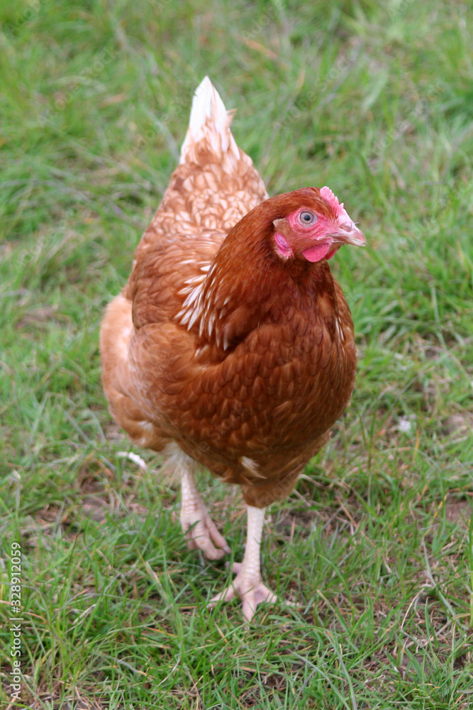 Fototapeta premium A free range hen on grass