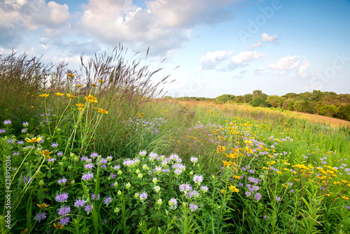 Sunset light on native grasses wildflowers in a Midwest prairie. © Mark Baldwin
