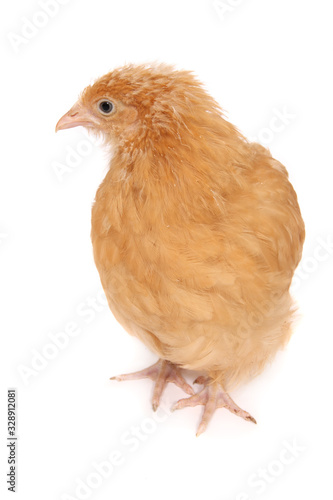 A young chicken photographed against a white background