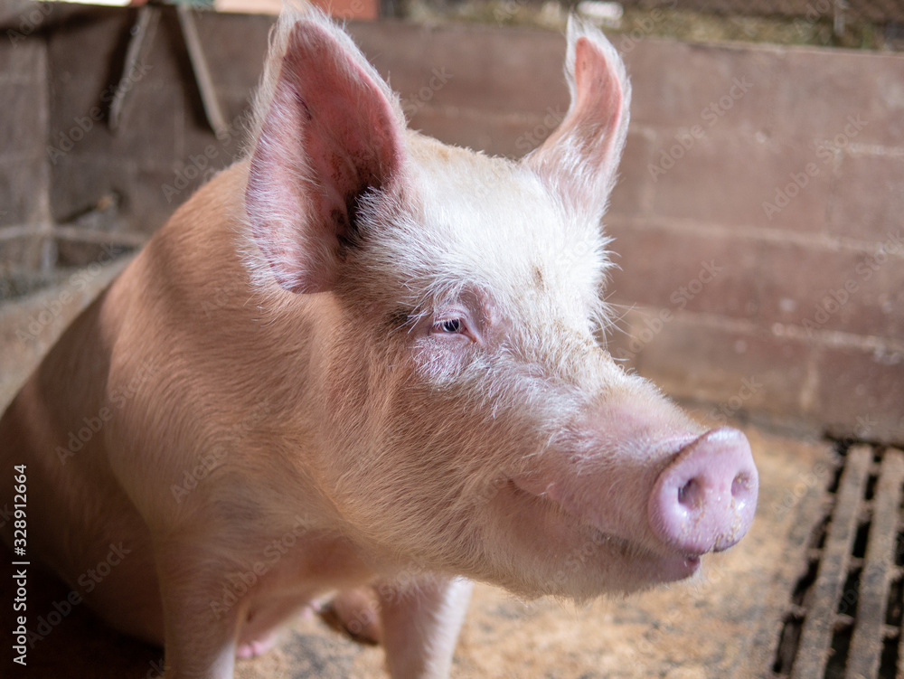 big pig looking friendly on a barn big pig looking friendly on a barn