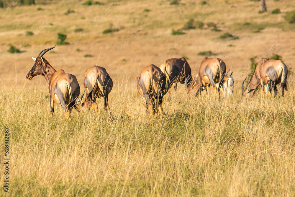 herd of antelopes