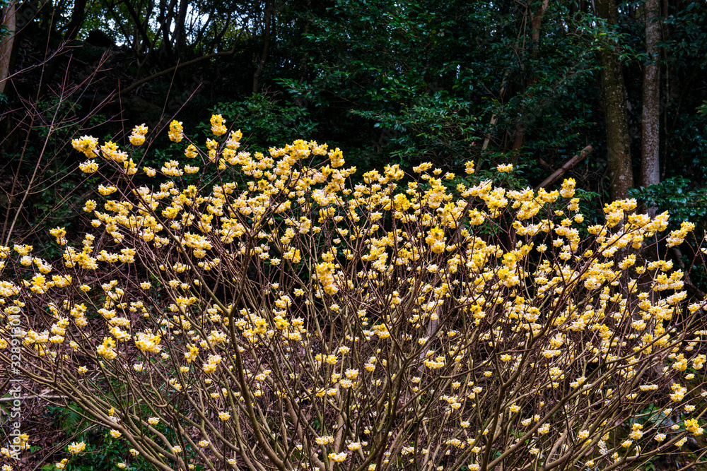 Obraz premium 西方寺のミツマタ