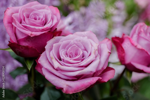 Close up view of pale pink blooming roses at florist. Vivid pastel flower in bloom. Blossom roses for Valentine day.