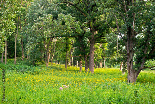 Obraz na plátně An oak savanna in summer.