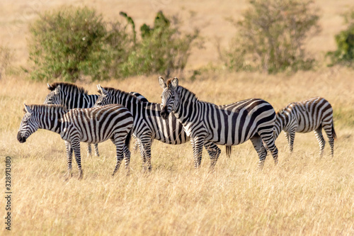 zebra in serengeti national park tanzania africa