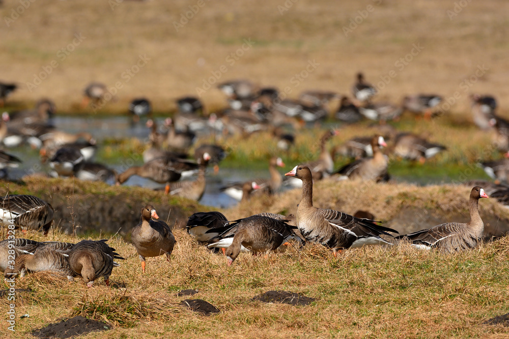Greater white-fronted goose - Anser albifrons frontalis Greater white-fronted goose - Anser albifrons frontalis