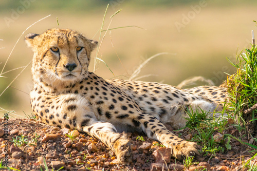 Billede på lærred cheetah in grass