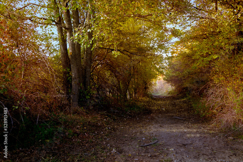 Luci e ombre nella foresta in autunno © Pablo Garcia Ph