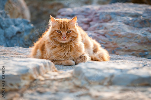Fotografia, Obraz A well-fed feral cat sits outdoors on a rock wall, ginger fur shining in the sun