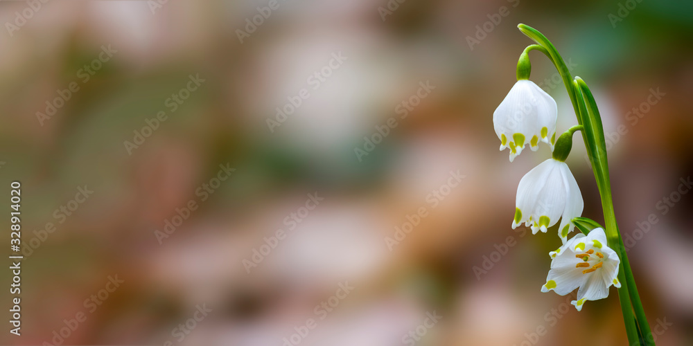 Fresh white spring snowflake in the green forest Fresh white spring snowflake in the green forest
