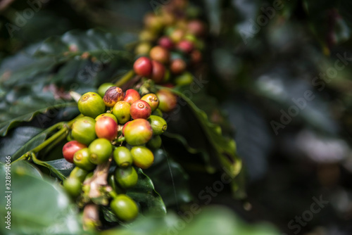 bunch of coffee grains in the plant  in Colombia