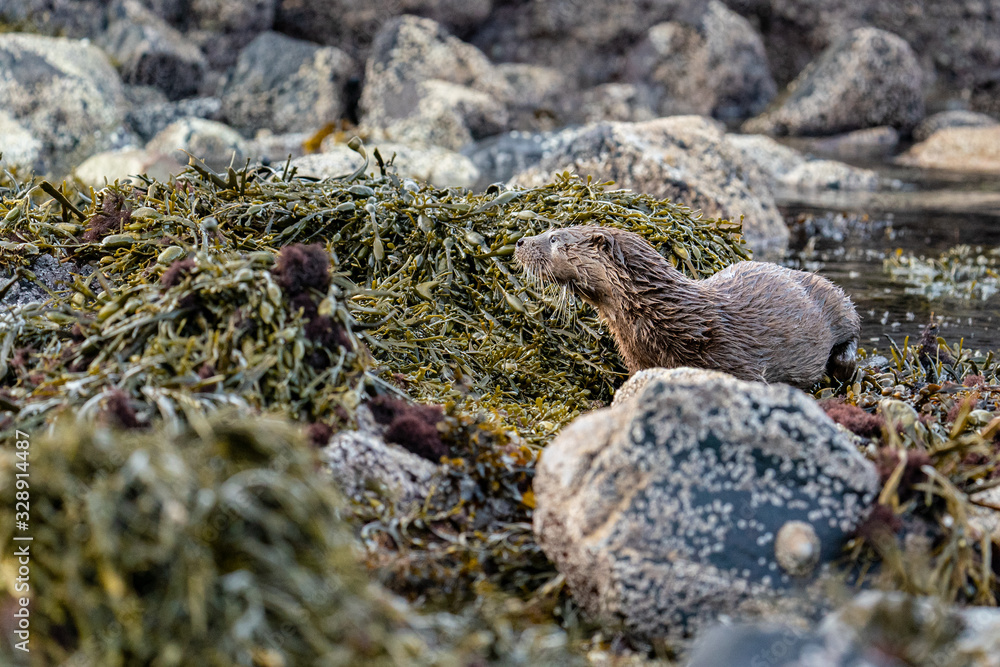 Young european otter cub (Lutra lutra) Young european otter cub (Lutra lutra)